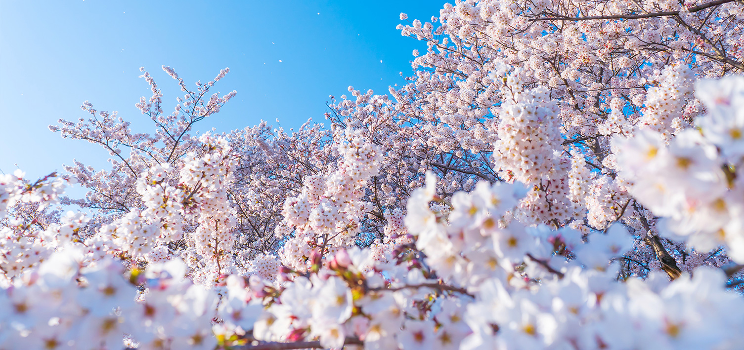 全員合格桜咲く茅野市の学習塾